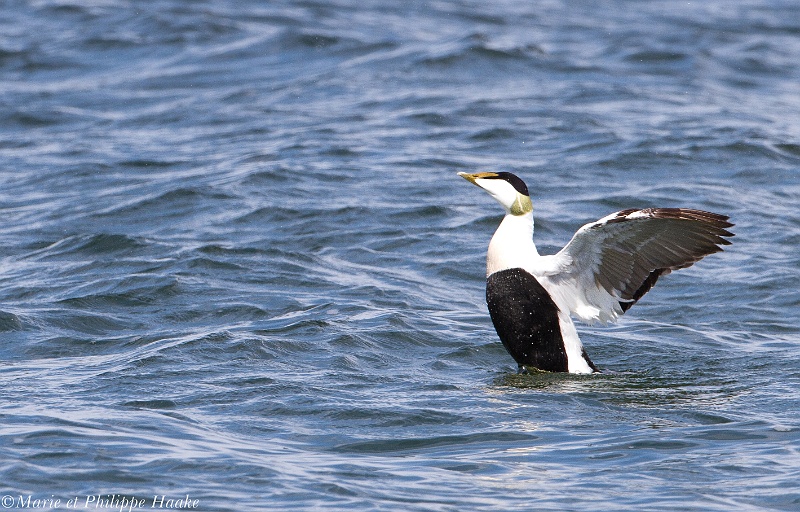 Eider a duvet 8474_wm.jpg - Eider à duvet, Common Eider, Somateria mollissima mâle (Öland, Suède, juin 2011)